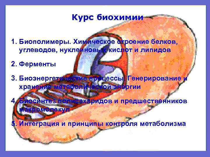 Курс биохимии 1. Биополимеры. Химическое строение белков, углеводов, нуклеиновых кислот и липидов 2. Ферменты