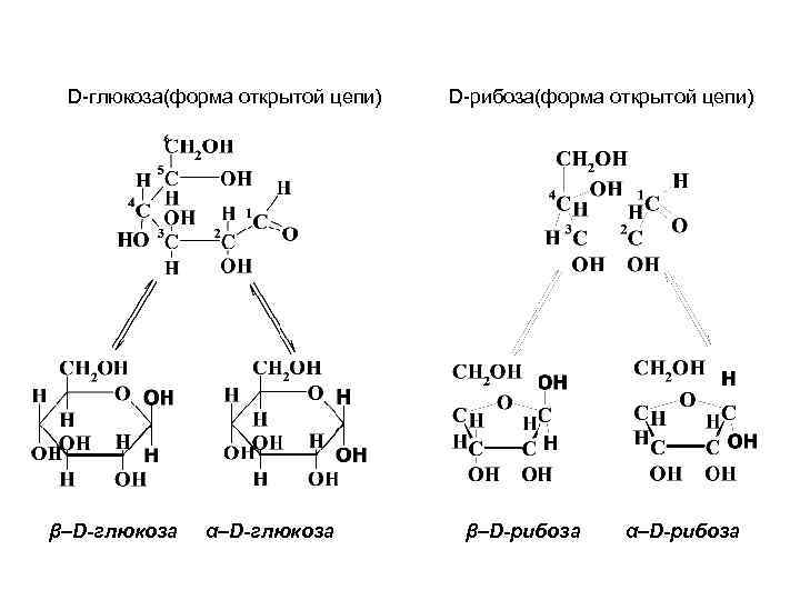 D-глюкоза(форма открытой цепи) β–D-глюкоза α–D-глюкоза D-рибоза(форма открытой цепи) β–D-рибоза α–D-рибоза 