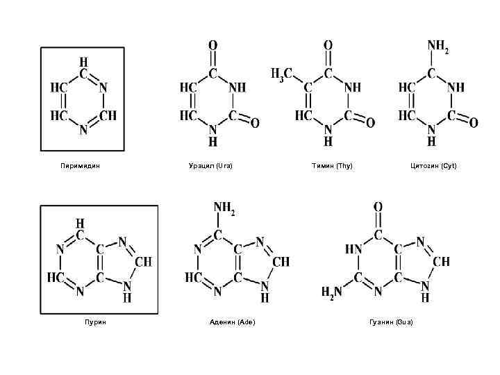 Молекула урацила. Структурная формула Тимина. Урацил строение. Гуанин структурная формула. Урацил структурная формула.