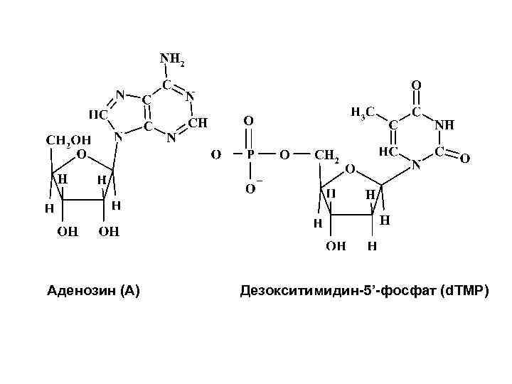 Состав аденозина отражается схемой