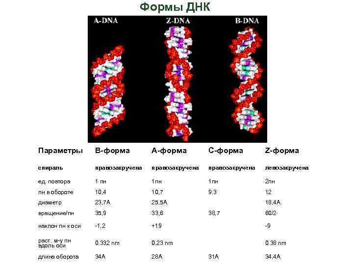 Какой длины днк. Формы ДНК. B форма ДНК. Образец ДНК. Характеристики форм ДНК.