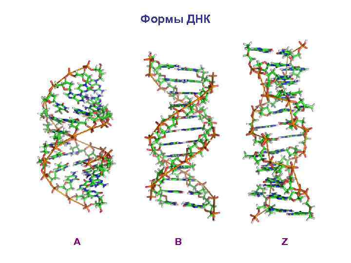 Формы ДНК A B Z 