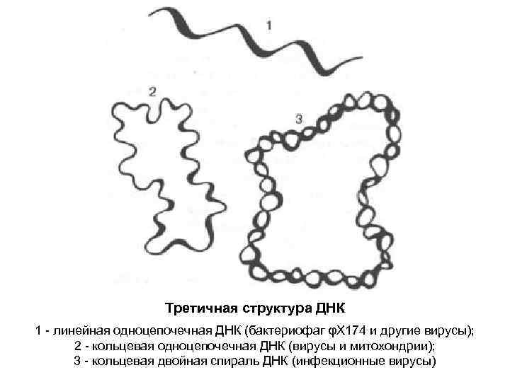 Третичная структура ДНК 1 - линейная одноцепочечная ДНК (бактериофаг φХ 174 и другие вирусы);