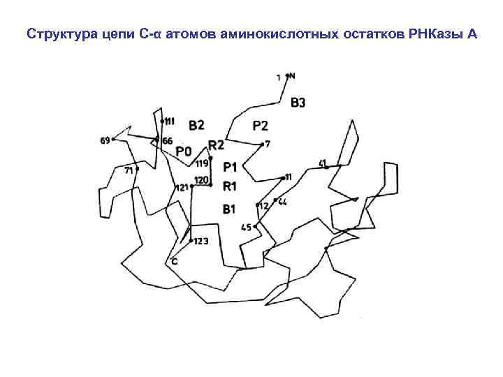 Структура цепи С-α атомов аминокислотных остатков РНКазы А 
