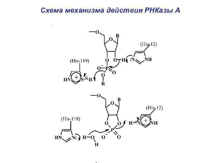 Схема механизма действия РНКазы А 