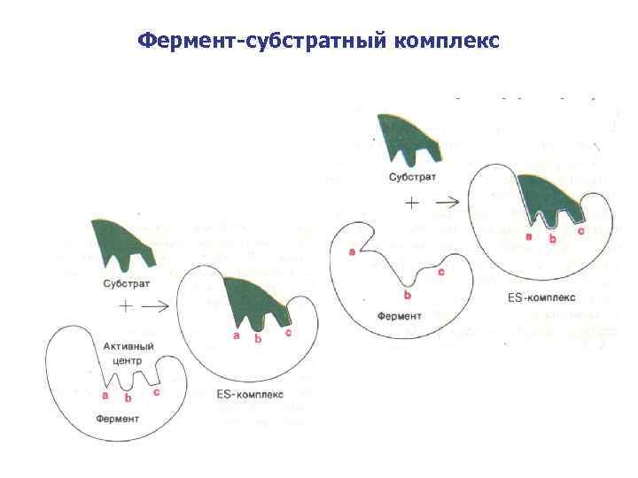 Фермент-субстратный комплекс 