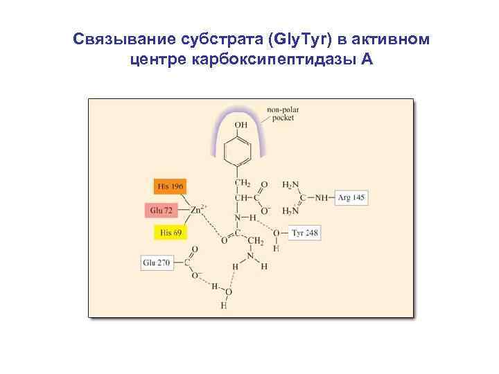Связывание субстрата (Gly. Tyr) в активном центре карбоксипептидазы А 