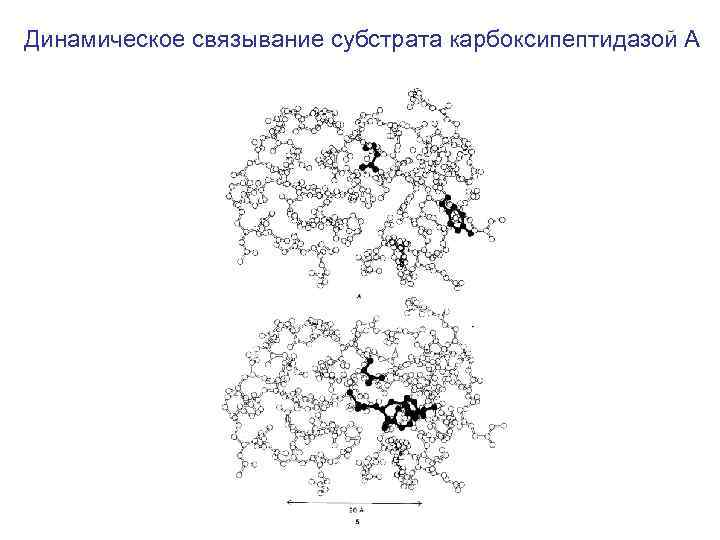 Динамическое связывание субстрата карбоксипептидазой А 