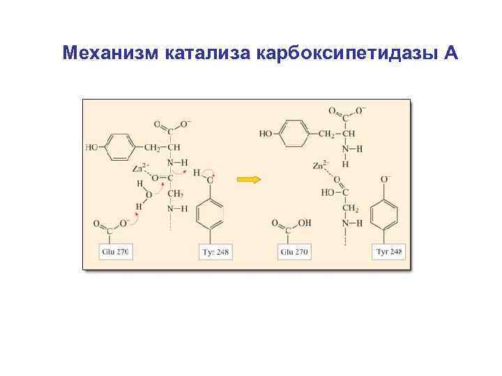 Механизм катализа карбоксипетидазы А 