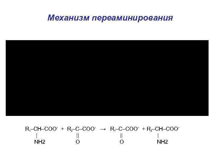 Механизм переаминирования R 1–CH–COO- + R 2–C–COO- → R 1–C–COO- + R 2–CH–COO| ||