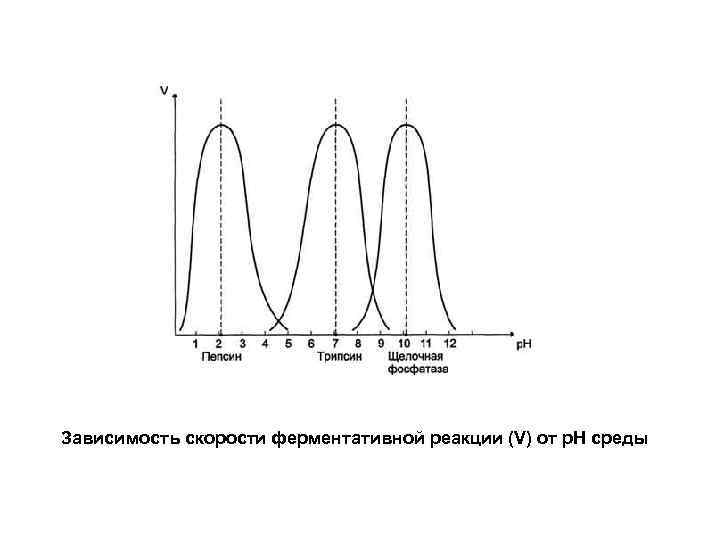Зависимость скорости ферментативной реакции (V) от р. Н среды 