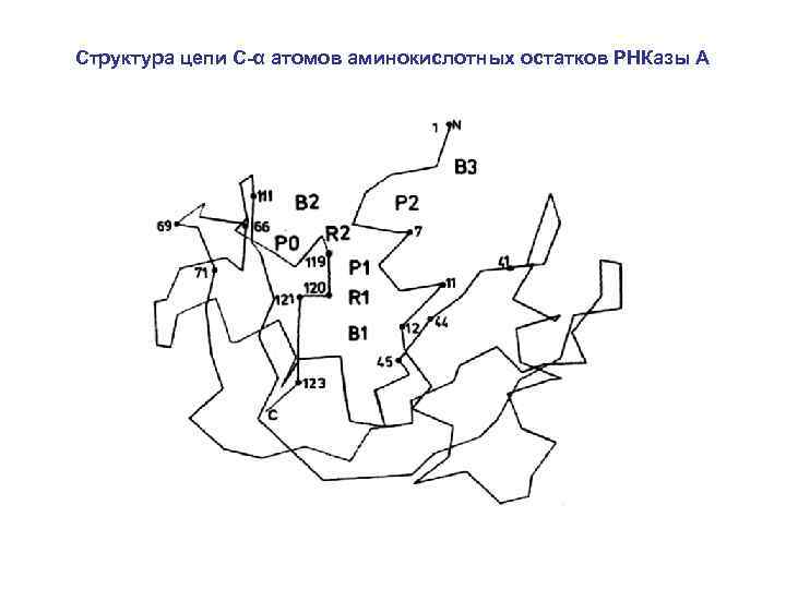 Структура цепи С-α атомов аминокислотных остатков РНКазы А 