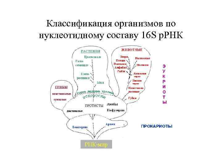 Классификация организмов по нуклеотидному составу 16 S р. РНК 