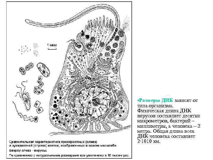  • Размеры ДНК зависят от типа организма. Физическая длина ДНК вирусов составляет десятки