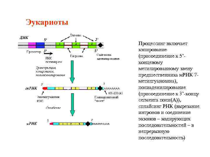 При процессе мрнк эукариот