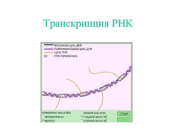 Транскрипция РНК 