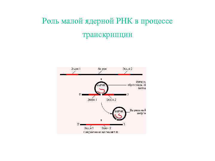 Роль малой ядерной РНК в процессе транскрипции 