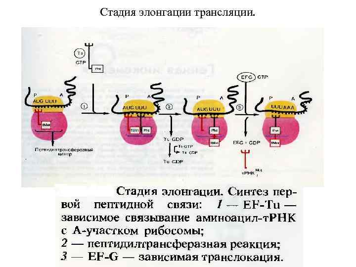 Стадия элонгации трансляции. 