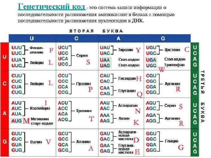 Генетический код - это система записи информации о последовательности расположения аминокислот в белках с