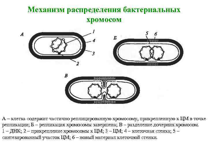 Механизм распределения бактериальных хромосом А – клетка содержит частично реплицированную хромосому, прикрепленную к ЦМ