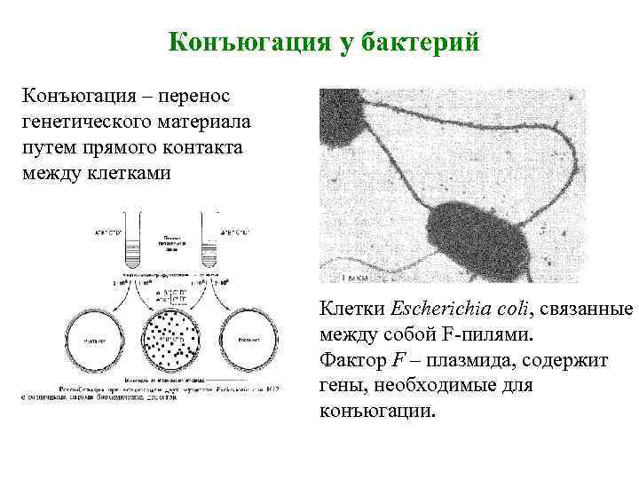 Конъюгация у бактерий Конъюгация – перенос генетического материала путем прямого контакта между клетками Клетки