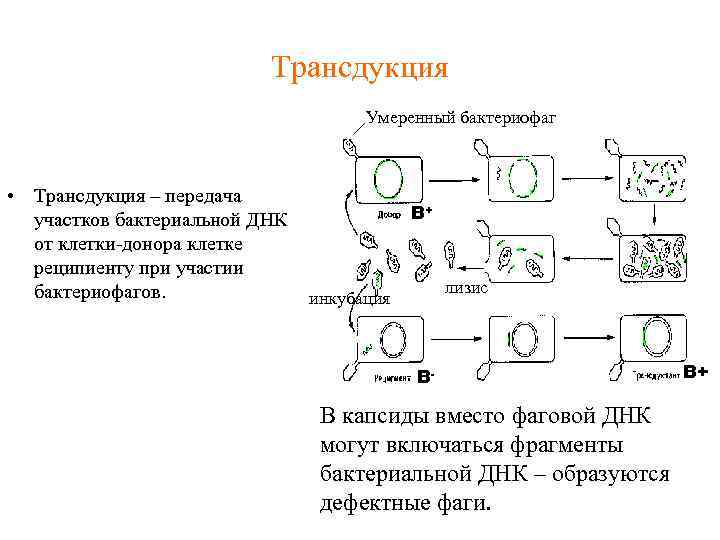 Трансдукция Умеренный бактериофаг • Трансдукция – передача В+ участков бактериальной ДНК от клетки-донора клетке