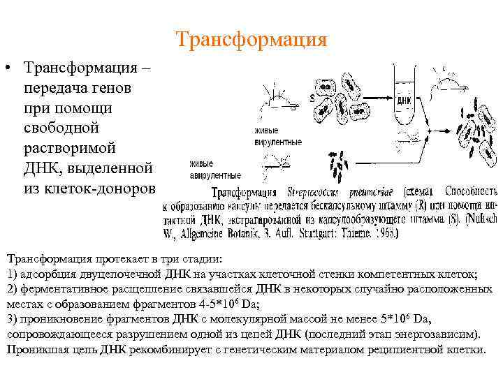 Трансформация • Трансформация – передача генов при помощи свободной растворимой ДНК, выделенной из клеток-доноров