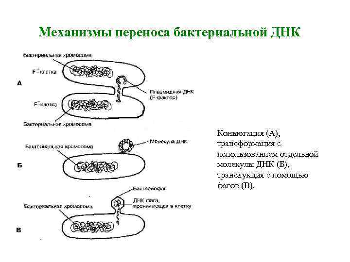 Механизмы переноса бактериальной ДНК Конъюгация (А), трансформация с использованием отдельной молекулы ДНК (Б), трансдукция