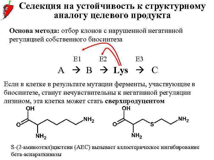 Селекция на устойчивость к структурному аналогу целевого продукта Основа метода: отбор клонов с нарушенной