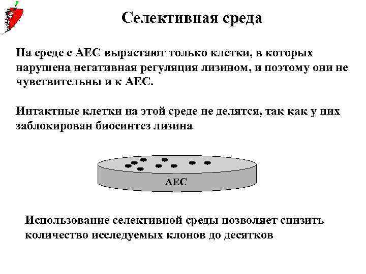 Селективная среда На среде с AEC вырастают только клетки, в которых нарушена негативная регуляция