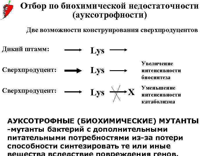 Отбор по биохимической недостаточности (ауксотрофности) Две возможности конструирования сверхпродуцентов Дикий штамм: Сверхпродуцент: Lys Увеличение