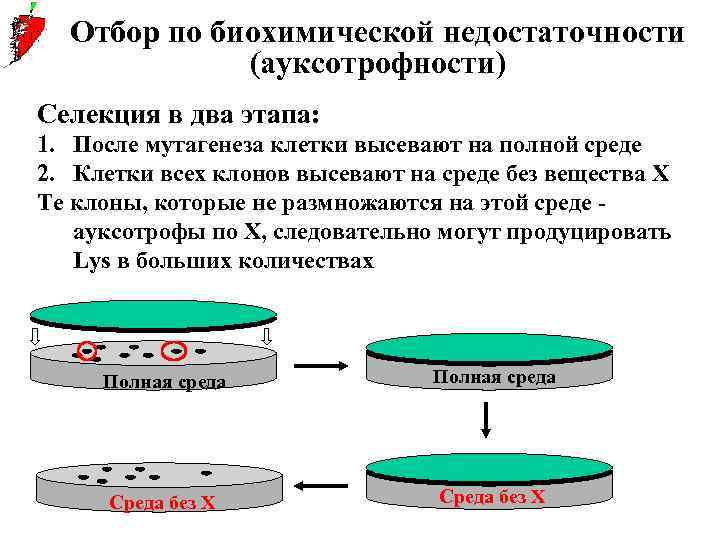 Отбор по биохимической недостаточности (ауксотрофности) Селекция в два этапа: 1. После мутагенеза клетки высевают