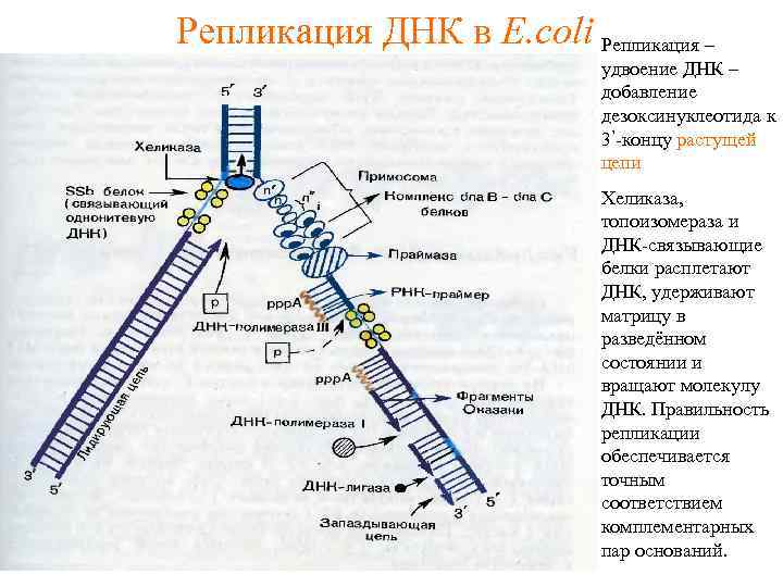 Репликация ДНК в E. coli Репликация – удвоение ДНК – добавление дезоксинуклеотида к 3’-концу