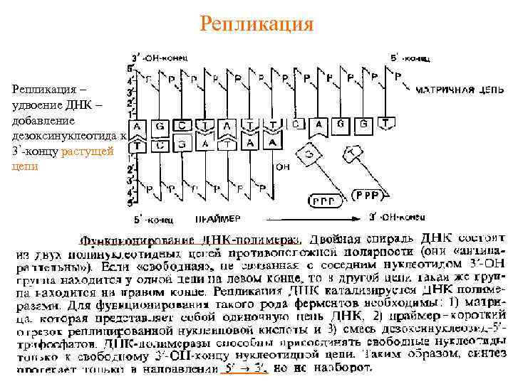 Репликация – удвоение ДНК – добавление дезоксинуклеотида к 3’-концу растущей цепи 