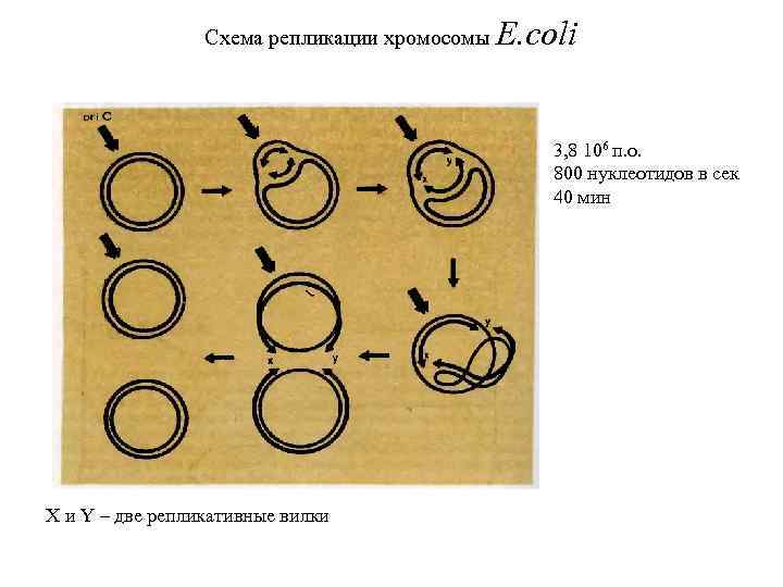 Схема репликации хромосомы E. coli 3, 8 106 п. о. 800 нуклеотидов в сек