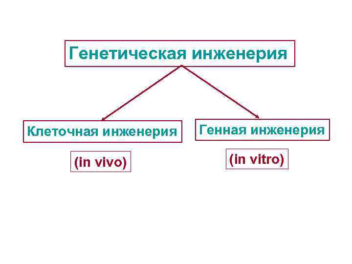 Генетическая инженерия Клеточная инженерия (in vivo) Генная инженерия (in vitro) 