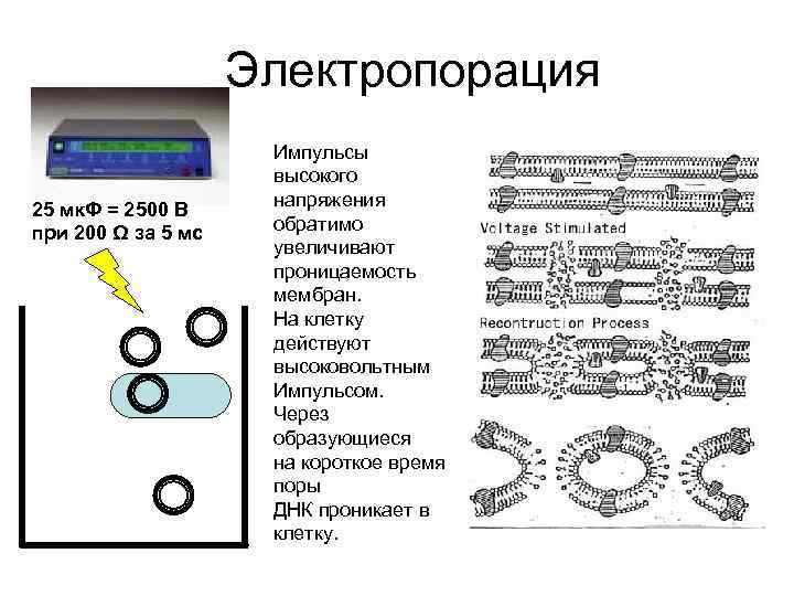 Электропорация 25 мк. Ф = 2500 В при 200 Ω за 5 мс Импульсы