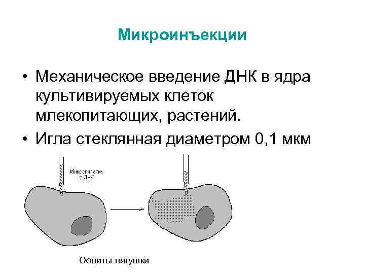 Микроинъекции • Механическое введение ДНК в ядра культивируемых клеток млекопитающих, растений. • Игла стеклянная