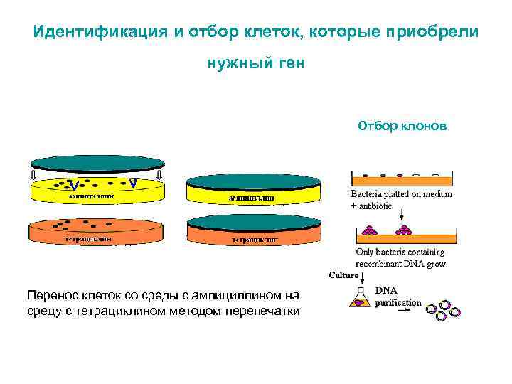 Идентификация и отбор клеток, которые приобрели нужный ген Отбор клонов Перенос клеток со среды