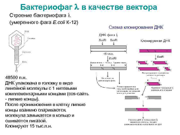 Бактериофаг в качестве вектора Строение бактериофага (умеренного фага E. coli К-12) 48500 п. н.