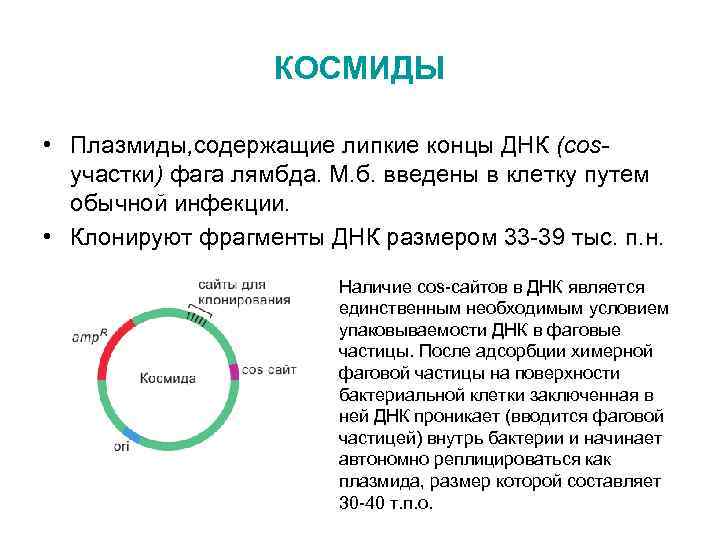 Плазмиды характеристика