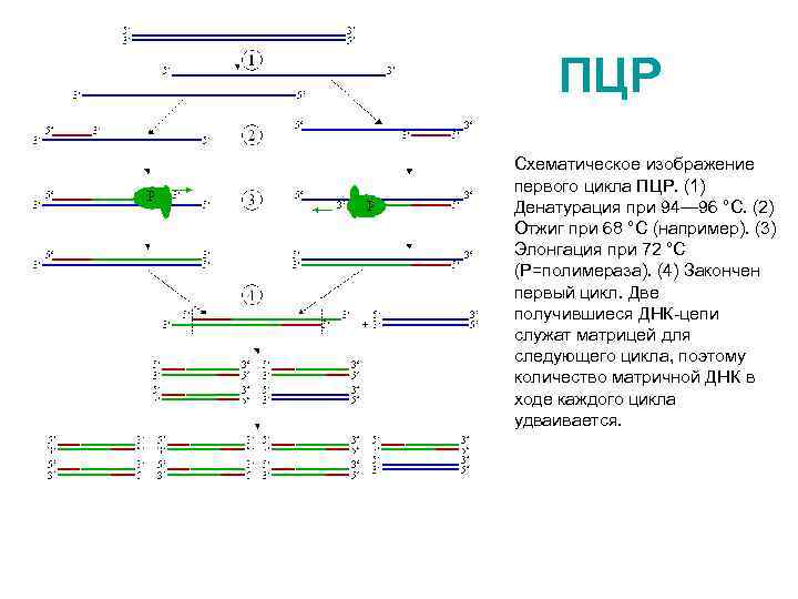 ПЦР Схематическое изображение первого цикла ПЦР. (1) Денатурация при 94— 96 °C. (2) Отжиг