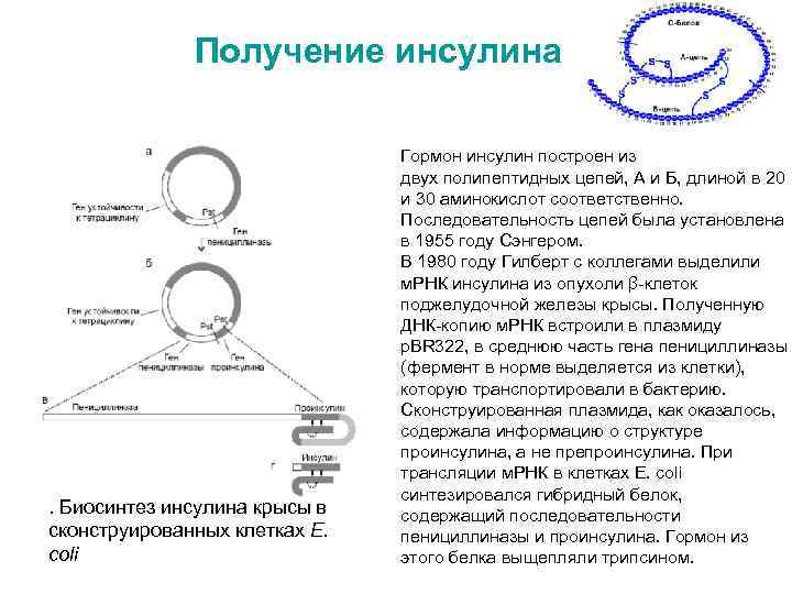 Получение инсулина методом генной инженерии презентация