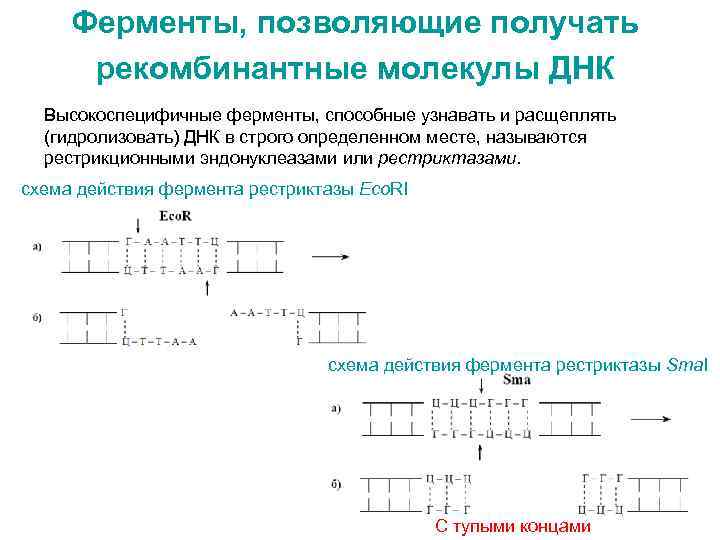 Ферменты, позволяющие получать рекомбинантные молекулы ДНК Высокоспецифичные ферменты, способные узнавать и расщеплять (гидролизовать) ДНК