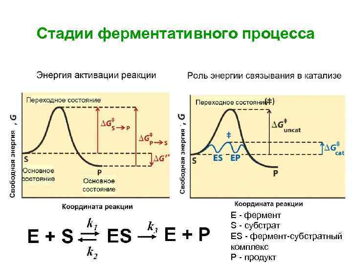 Стадии ферментативного процесса Е - фермент S - субстрат ЕS - фермент-субстратный комплекс Р