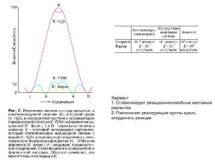 Фермент 1. Стабилизирует реакционноспособные состояния реагентов 2. Располагает реагирующие группы вдоль координаты реакции 