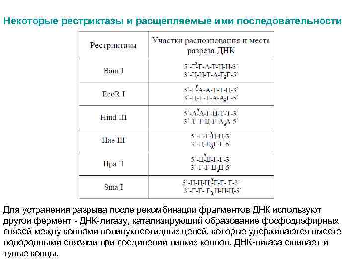 Некоторые рестриктазы и расщепляемые ими последовательности Для устранения разрыва после рекомбинации фрагментов ДНК используют