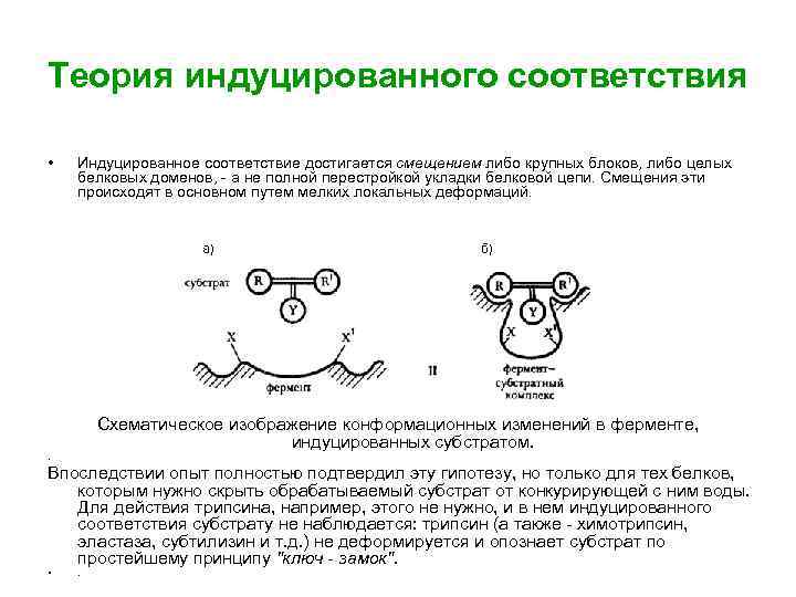 Теория индуцированного соответствия • Индуцированное соответствие достигается смещением либо крупных блоков, либо целых белковых