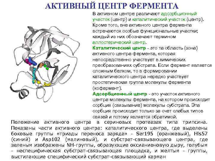 АКТИВНЫЙ ЦЕНТР ФЕРМЕНТА В активном центре различают адсорбционный участок (центр) и каталитический участок (центр).