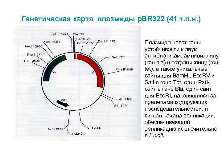 Генетическая карта анализ